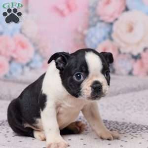 Jay, Boston Terrier Puppy